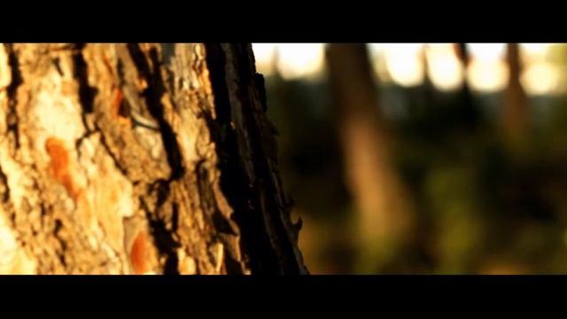 Canon 550D Природа смотреть онлайн