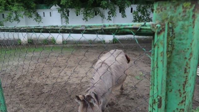 Муром. Прогулка по городу и осмотр достопримечательностей. смотреть онлайн