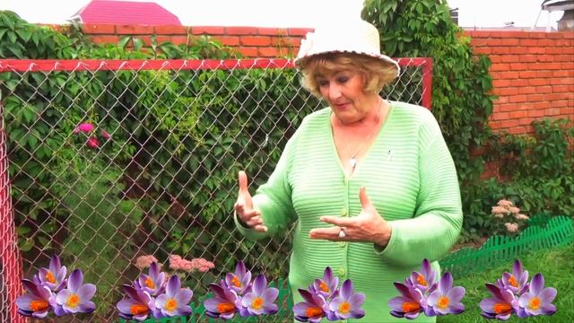 Безвременник цветок осенний Безвременник цветет в сентябре смотреть онлайн