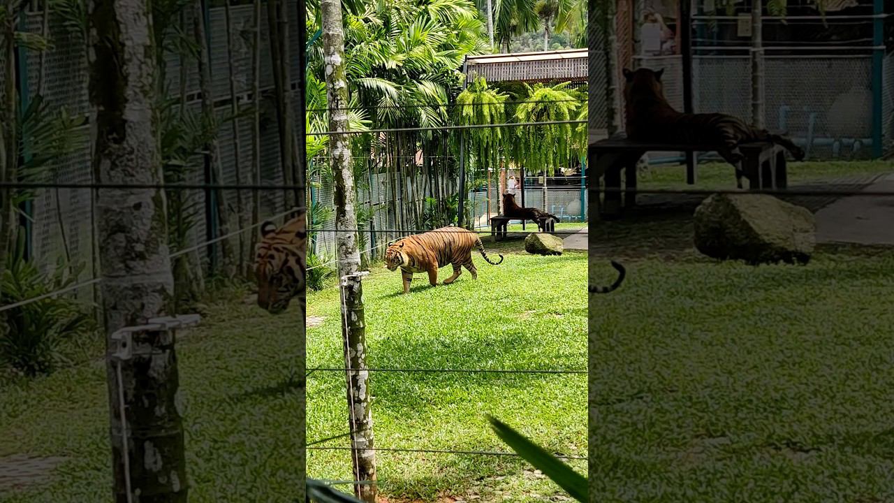 Красивый Тигр идет к людям Тайгер парк Пхукет. Бесплатная экскурсия. Тай за 50 тысяч.@tutsi-dieti смотреть онлайн