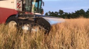 Уборка донника  очесывающей жаткой.