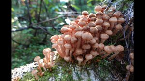 Грибная разведка 10 сентября 2023. Всеволожский район.