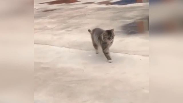 Милые и забавные котейки ??? Котенок и цыпленок Котенок нападает на кота ? смотреть онлайн