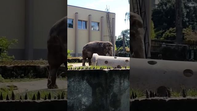 слон зоопарк Калининград смотреть онлайн