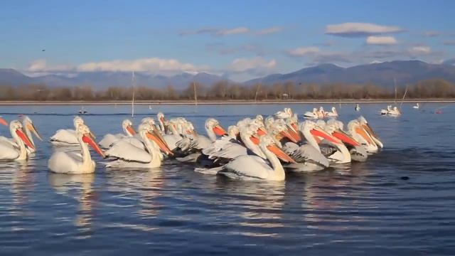 Птица весом в 200кг? Топ - 10 самых огромных птиц в мире | Самые большие птицы на планете смотреть онлайн