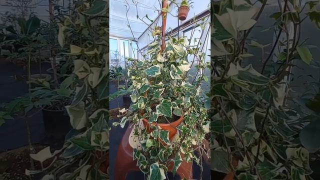 Необычный крестовник крупноязычковый. смотреть онлайн
