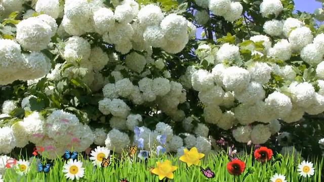 Калина обыкновенная Розеум ? Обзор: посадка и уход. крупномеры калины Розеум: описание и особенност смотреть онлайн