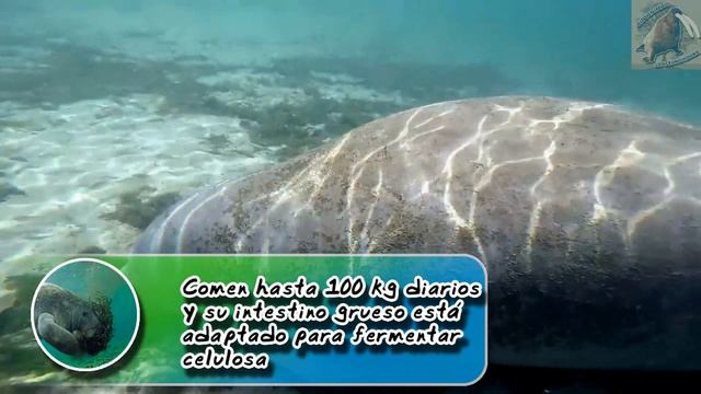 manatí caribeño La vaca marina Atlántica - documental de animales salvajes смотреть онлайн