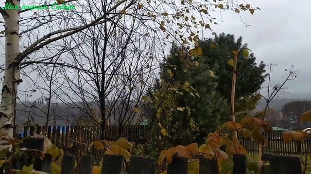 Моя любимая погода. Гусю не нравится ворона. смотреть онлайн
