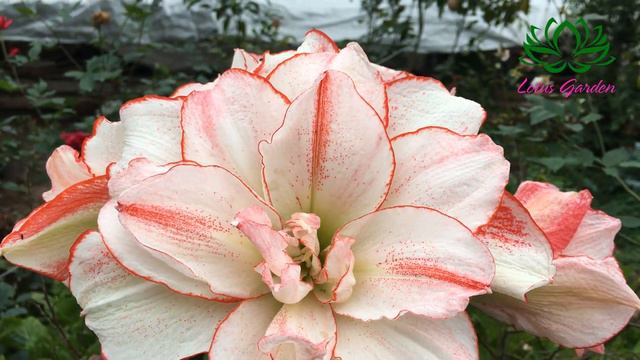 The beauty of Striped Amadeus amaryllis | growing amaryllis at home | Amaryllis / Hippeastrum смотреть онлайн