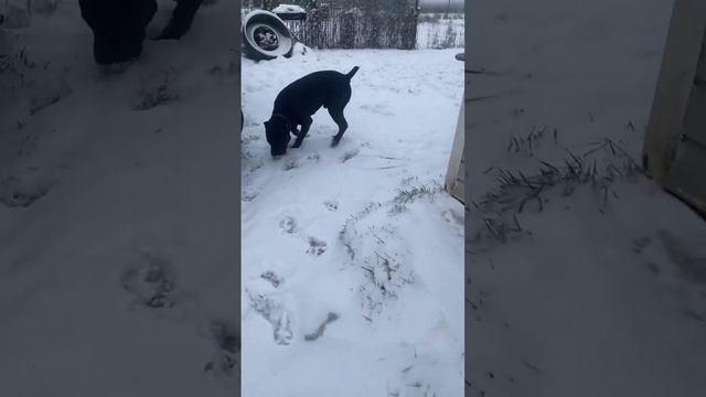 Титан и монстр #tttt #cane #канекорсо #canecorso #canecorsoitaliano #канекорсоитальяно смотреть онлайн