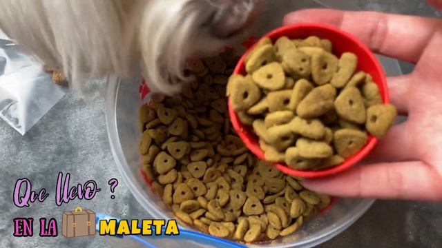 Que Llevo En La MALETA Para Mi PERRO, Coton De Tulear I Lorentix