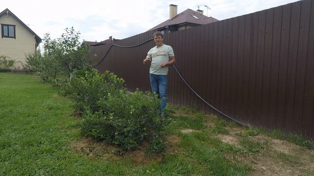 Голубику вырастить просто! голубика не плодоносит? смотреть онлайн