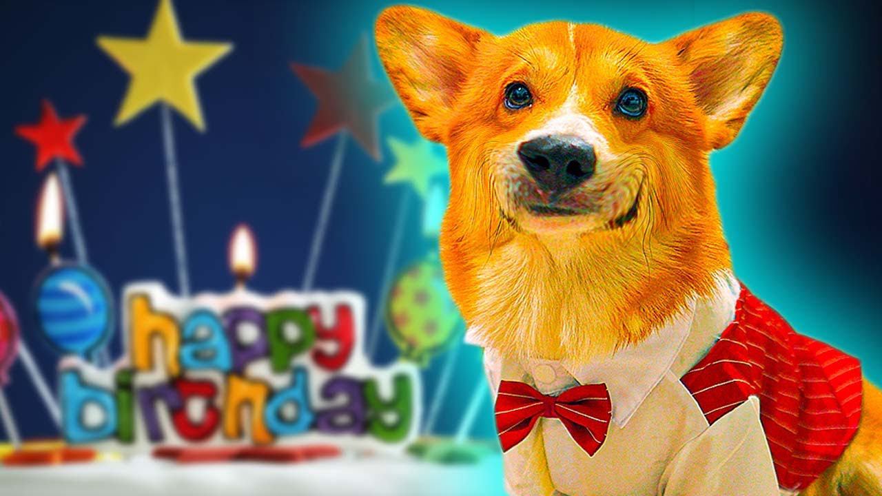 У МЕНЯ ДНЮХА!! Чего я добился за год?? (Корги Коржик) Говорящая собака смотреть онлайн