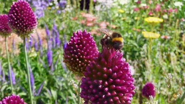 #аллиум - часть 1 смотреть онлайн