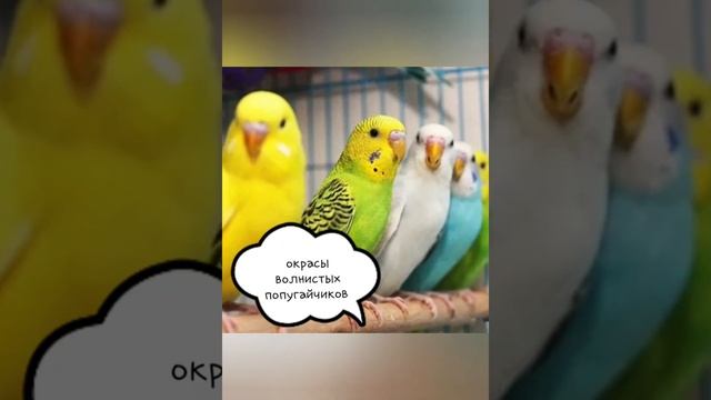 Виды окрасок волнистых попугаев ? смотреть онлайн
