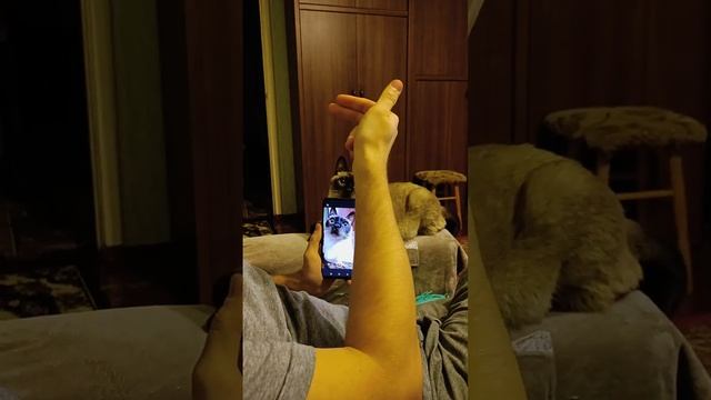 Фунтик поддаётся гипнозу Гипнотизируем Фунтика смотреть онлайн