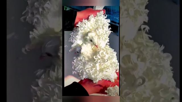 Это не вата и не тряпочки! Это - голуби ?️ ?? bayoun.ru смотреть онлайн