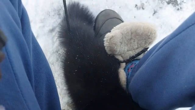 Гуляю с соболем под кошачьим надзором (кошка в кадре есть) смотреть онлайн