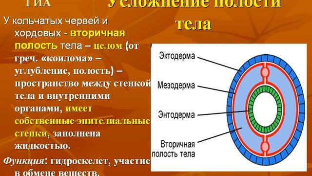 Полости тела животных #био100 смотреть онлайн