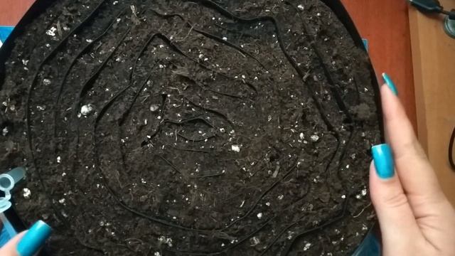 Посев газании в рулон (улитку). Как сделать улитку для рассады. смотреть онлайн