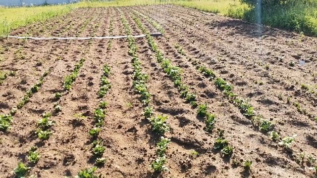 Величайшая Тайна ПАРШИ КАРТОФЕЛЯ! смотреть онлайн