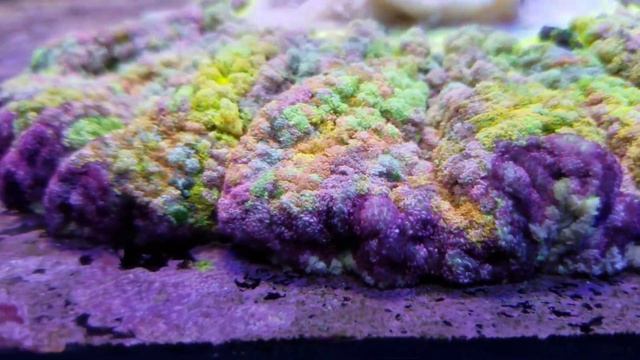 Rainbow carpet nem смотреть онлайн
