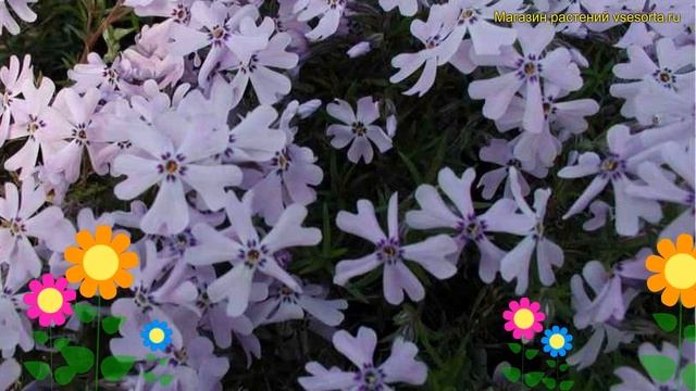 Флокс шиловидный Дж.Ф. Вильсон. Краткий обзор, описание характеристик phlox subulata G.F.Wilson смотреть онлайн