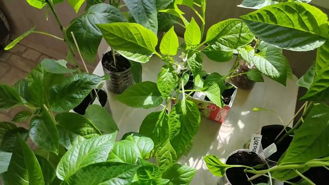 123. Чем я удобряю РАССАДУ! Результатом довольна). смотреть онлайн