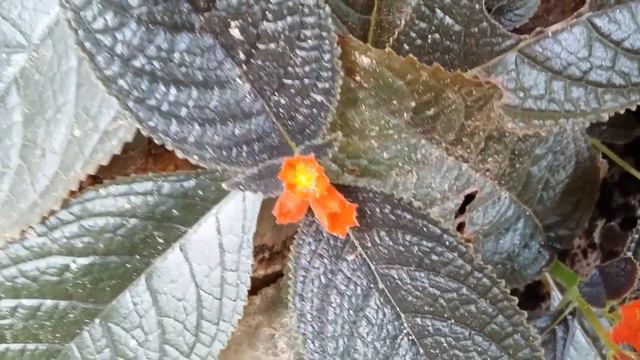 Chrysothemis pulchella,sunset bells,blackflamingo,copper leaf,Lá gấm,കമ്മൽച്ചെടി,クリソテミスプルケラ,അന്തിമണ смотреть онлайн