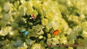 Флокс метельчатый Саншайн (phlox paniculata) ? Саншайн обзор: как сажать, рассада флокса Саншайн