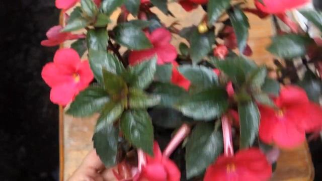 Ахименес Tango смотреть онлайн