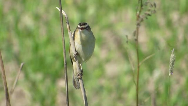 Камышовка-барсучок. смотреть онлайн