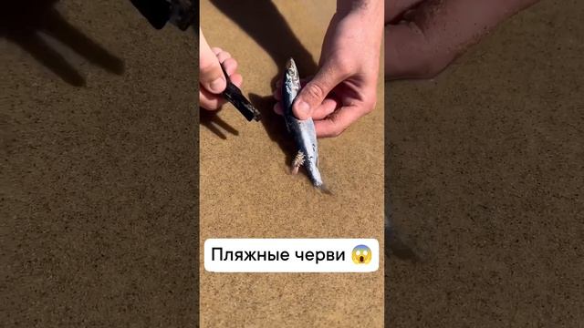 Хочешь позагорать на таком пляжу? Жуть... смотреть онлайн