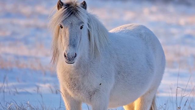 Каратаев Василий Осипович. Тойук Дьөһөгөй.