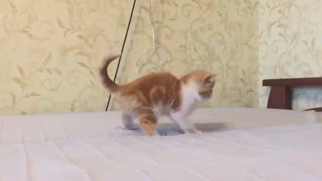 Экзотическая рыжая кошечка смотреть онлайн