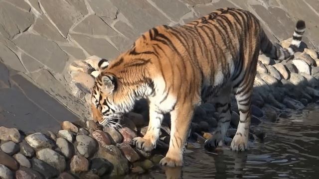 Siberian tiger. Moscow Zoo. Уссурийский тигр. Московский зоопарк. смотреть онлайн