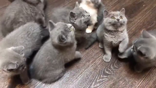 Британские котята играют. Малышам 2 месяца смотреть онлайн