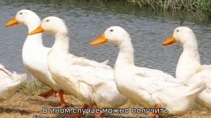 Благоварская утка — описание породы