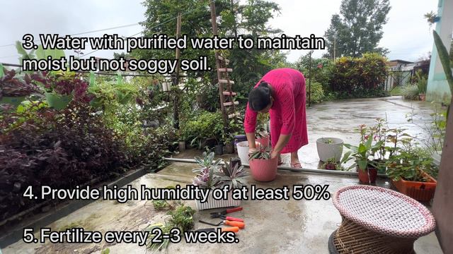 A Rainy Day In My Garden | Monsoon Plant Care Tips | Houseplants | Gardening Vlog смотреть онлайн