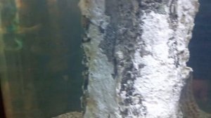 Океанариум в г.Санкт-Петербург («Oceanarium in St. Petersburg») (Часть 1)