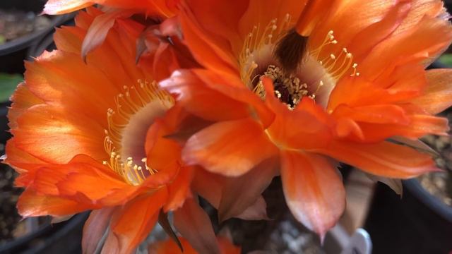 Como polinizar un Cactus, y como saber cuando esta listo para ser polinizado смотреть онлайн