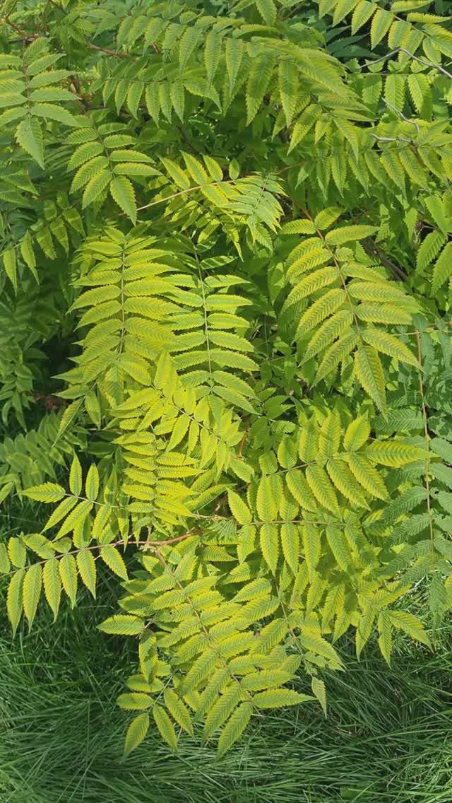 Листья Рябинника