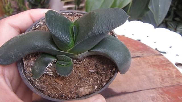 #Suculentadodia! | Gasteria Nítida var. Armstrongii смотреть онлайн