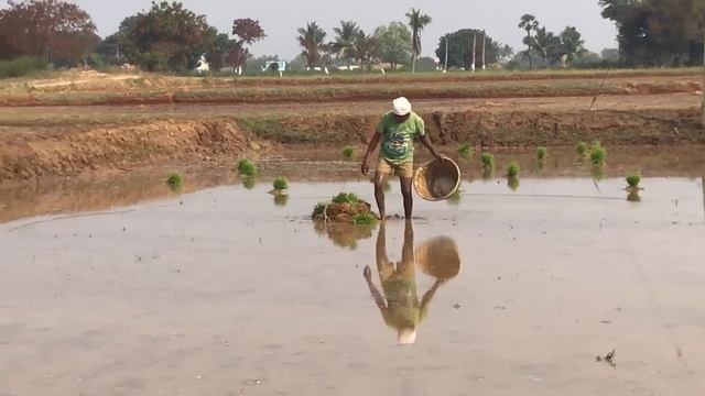 How Rice is Made : Step by Step Growing Rice Paddy Farming, South India смотреть онлайн
