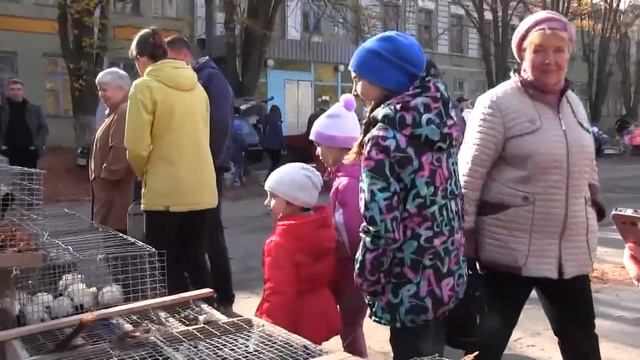 Выставка голубей. Токмак, 04.11. 2018 г. смотреть онлайн