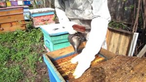 4 ЧАСТЬ. ОДЕВАЕМ ЗАЩИТНЫЕ КОЛПАЧКИ НА МАТОЧНИКИ, ВЫХОД И МЕЧЕНИЕ МАТОК