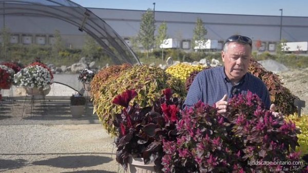 Celosia Sol Collection Gekko Green and Lizzard Leaf (Pan American Seed)