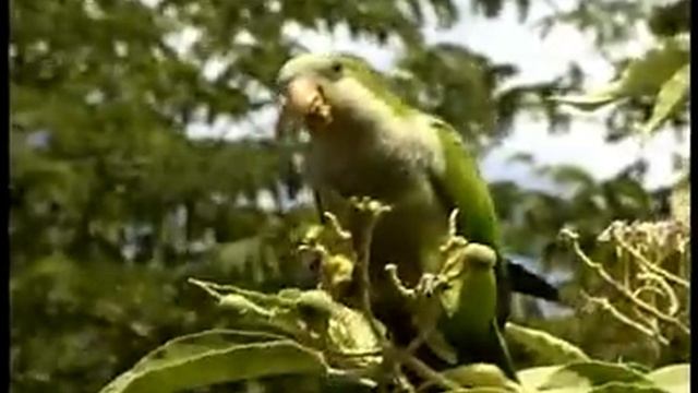 RESERVA ECOLOGICA COSTANERA SUR.CIUDAD DE BUENOS AIRES. смотреть онлайн