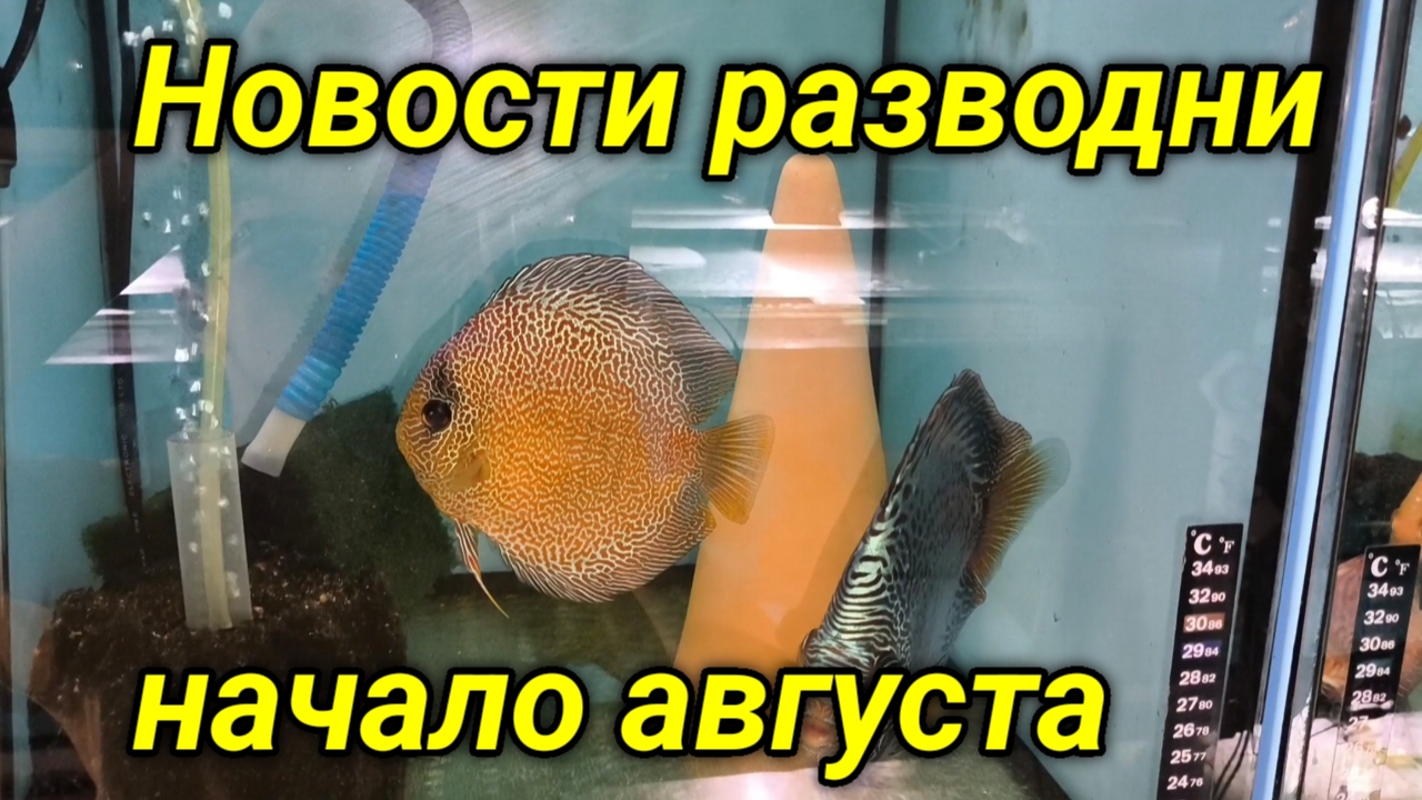 Начало августа, обзор разводни смотреть онлайн